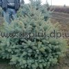 picea_blue (4)